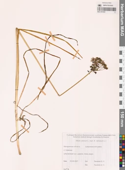 MAG 0016583