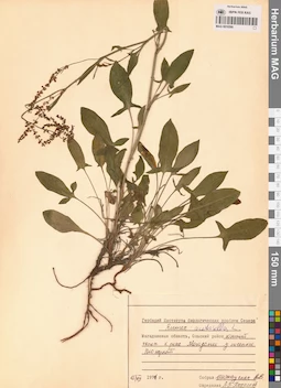 MAG 0016590