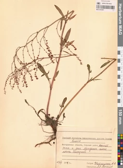 MAG 0016591