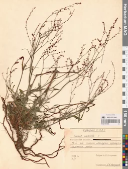 MAG 0016598