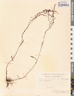 MAG 0016599