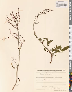 MAG 0016600