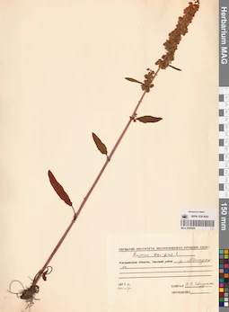 MAG 0009608