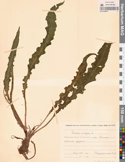 MAG 0009609