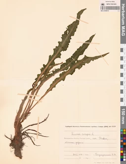 MAG 0009610
