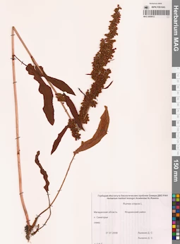 MAG 0009612