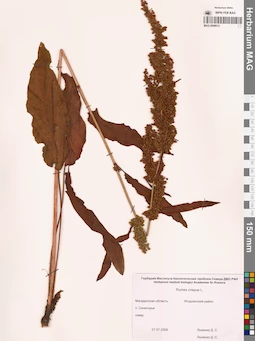 MAG 0009613