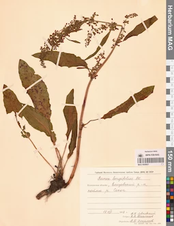 MAG 0009621