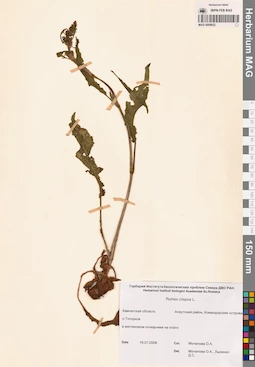 MAG 0009622