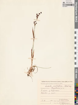 MAG 0008977