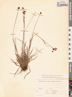 MAG 0008990