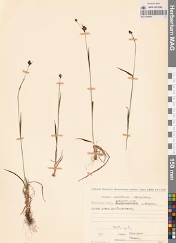 MAG 0008994