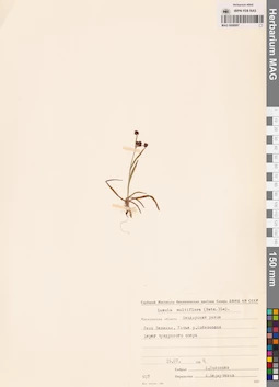 MAG 0008997