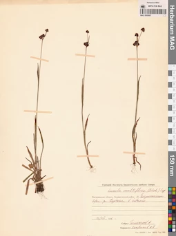 MAG 0009007