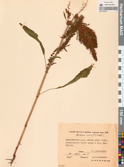 MAG 0009590