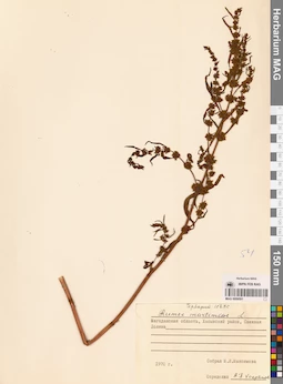 MAG 0009591