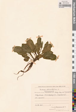 MAG 0009592