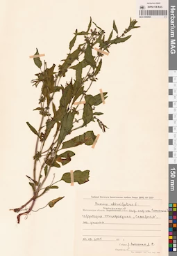 MAG 0009593