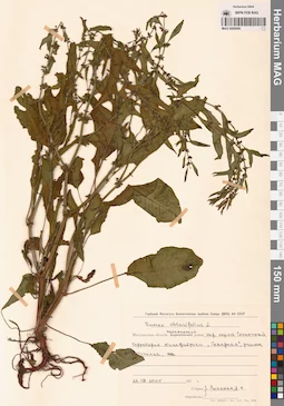 MAG 0009594