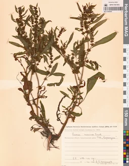 MAG 0009595