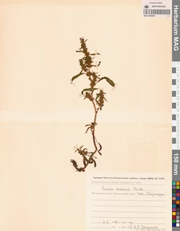 MAG 0009596