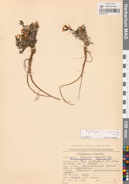 MAG 0016277