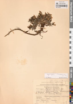 MAG 0016278