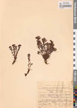 MAG 0016601