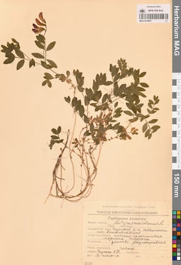 MAG 0016607