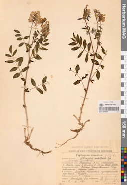 MAG 0016608