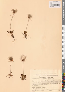 MAG 0016609