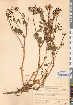 MAG 0016610
