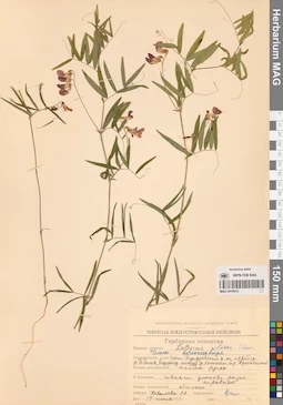 MAG 0016612