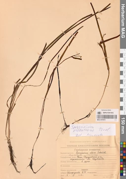 MAG 0016616