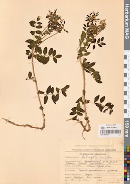 MAG 0016617