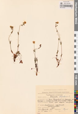 MAG 0016623