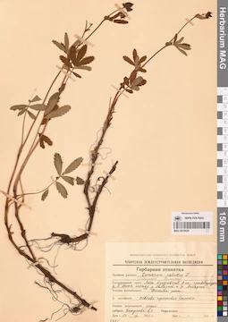 MAG 0016624