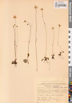 MAG 0016627