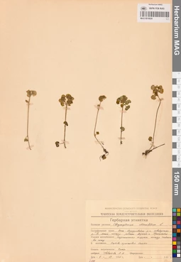 MAG 0016629