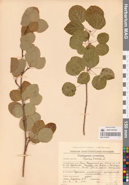 MAG 0016638
