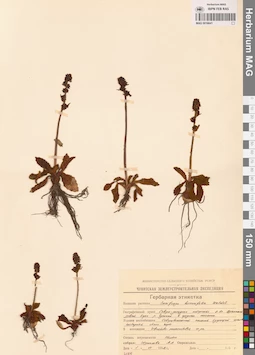 MAG 0016641