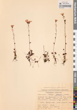 MAG 0016644