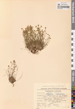 MAG 0016650