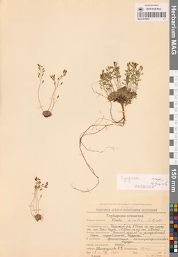 MAG 0016651