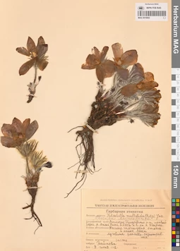 MAG 0016662