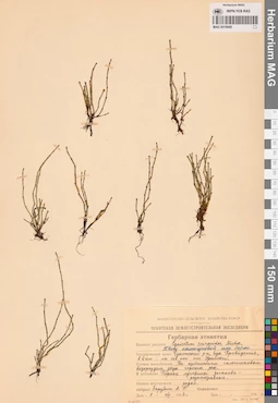 MAG 0016668