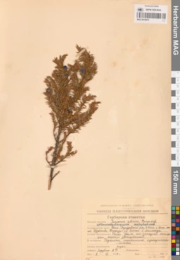 MAG 0016670