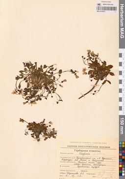 MAG 0016672