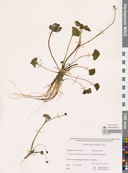 MAG 0012209