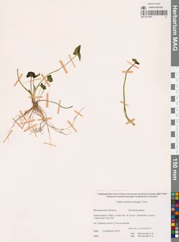 MAG 0014967